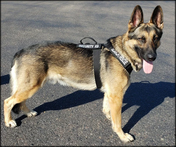 CaliberDog K9 Tactical Harness 17 CaliberDog K9 Tactical Harness - Image 17