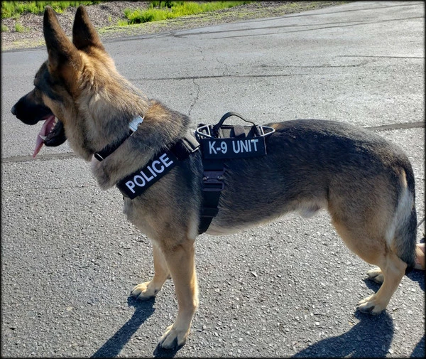 CaliberDog K9 Tactical Harness 21 CaliberDog K9 Tactical Harness - Image 21