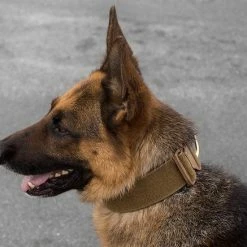 CaliberDog ID Collar W/Cobra Buckle -Agility Shop 844100 7 full 64396.1638911440