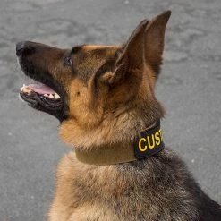 CaliberDog ID Collar W/Cobra Buckle -Agility Shop 844100 8 full 29812.1638911425