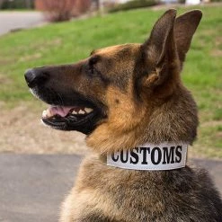 CaliberDog ID Collar W/Cobra Buckle -Agility Shop 844100 9 full 35729.1638911426