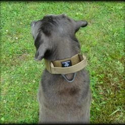 CaliberDog ID Collar With Cobra Buckle & Handle -Agility Shop 844102 10 full 12437.1638911476