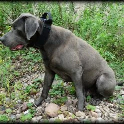 CaliberDog ID Collar With Cobra Buckle & Handle -Agility Shop 844102 12 full 02741.1638911481