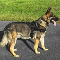 CaliberDog GT Patrol Harness -Agility Shop 844215 2 full 65350.1638911461