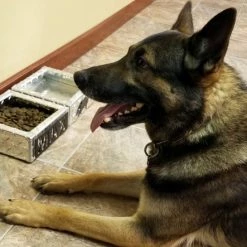 Personalized Water & Food Bowl Set -Agility Shop 990909 5 full 06119.1638911496