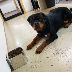 Aluminum Spill Proof Dog Bowls -Agility Shop 992059 151 full 06087.1644842020