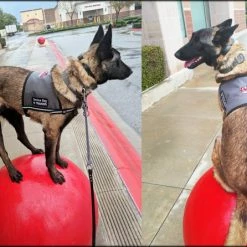 Custom Logo/Text Service Dog Starter Cape -Agility Shop KerriLenell full 13960.1638911492