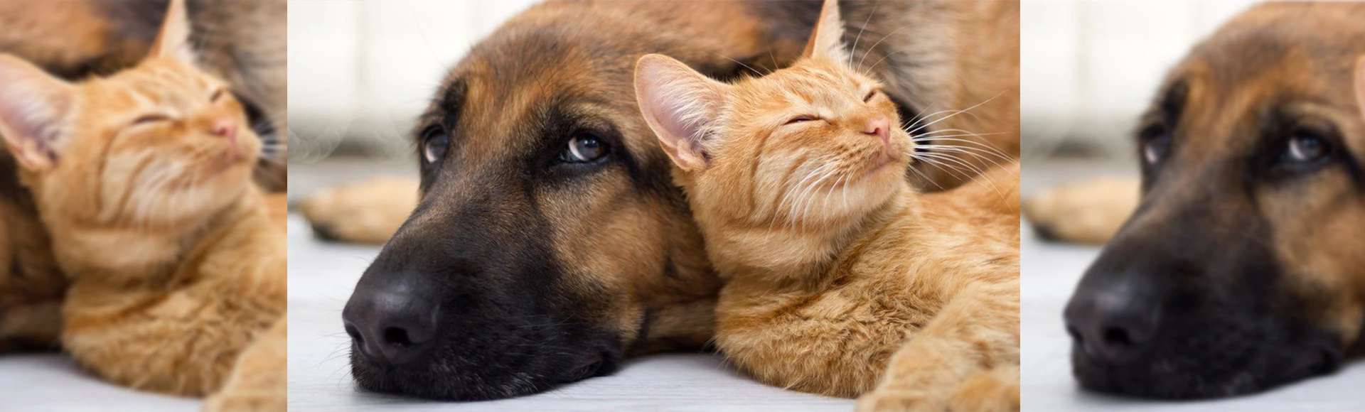 Agility Shop -Agility Shop gg