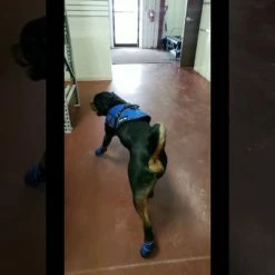 Non Slip Reflective Dog Boots (set Of 2) -Agility Shop maxresdefault 38665.1646860824