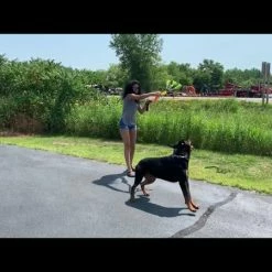 Fleece Bungee Tug W/Rubber Tails -Agility Shop sddefault 71422.1646861165